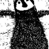 Baby Penguin
